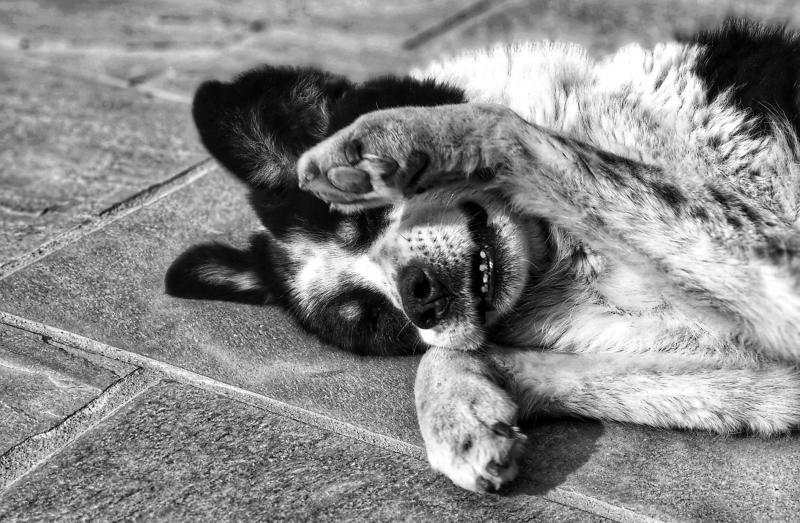 "Шел на убой, а думал, что играет": мужчина до смерти избил ласкового пса