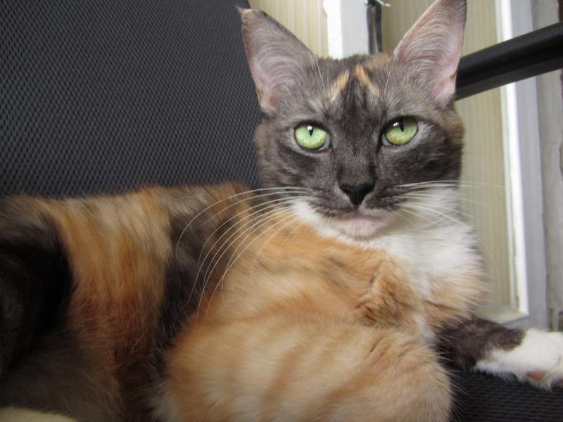 В Самарской области регламентировали отношения людей и животных