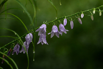 В Самаре обещают жаркую и дождливую погоду