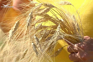 На агродемополигоне в Приволжском районе возделывают шесть сортов пшеницы и апробируют схемы защиты растений 