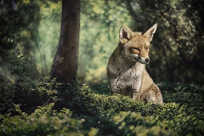 В Самарской области вдвое выросло число животных, заболевших бешенством