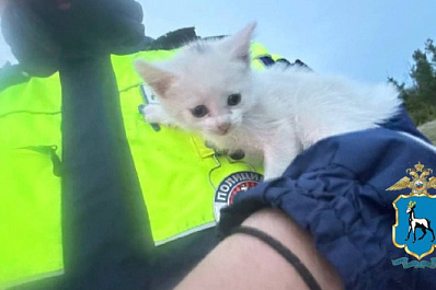 В Самарской области на трассе спасли брошенных котят