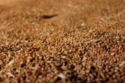 Самарские аграрии оценили преимущества страхования урожая