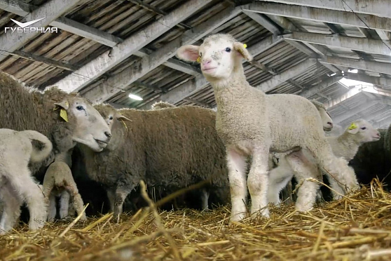 Овцы-кормилицы. Агрокурьер