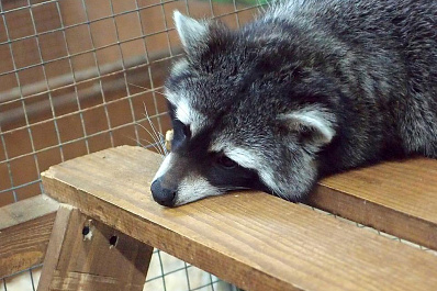 Контактные зоопарки в ТЦ Самары могут исчезнуть