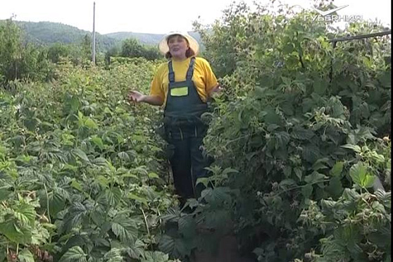 Дачные советы 2.07.2015 