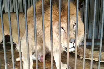 В самарском зоопарке лев Цезарь отметит день рождения