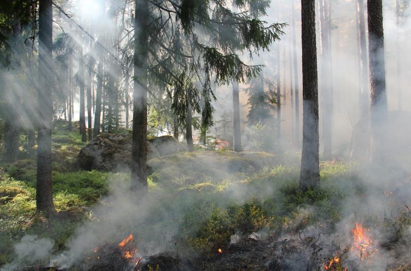 Жителям Самарской области до 14 июня 2021 года запретили посещать леса