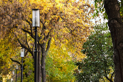 Территория лесопарка 60-летия Советской власти может стать особо охраняемой