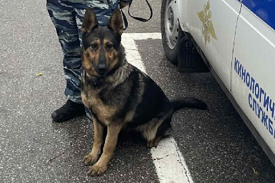 В Самаре служебная собака нашла на улице мужчину с наркотиками