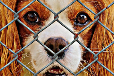 Помочь четвероногим друзьям: в Самаре стартовал зоомарафон