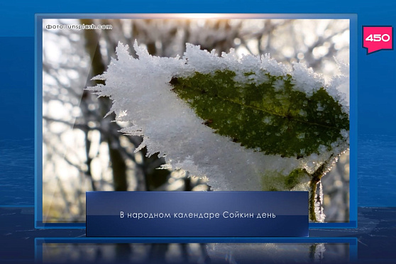 Сойкин день. Календарь Губернии от 11 декабря