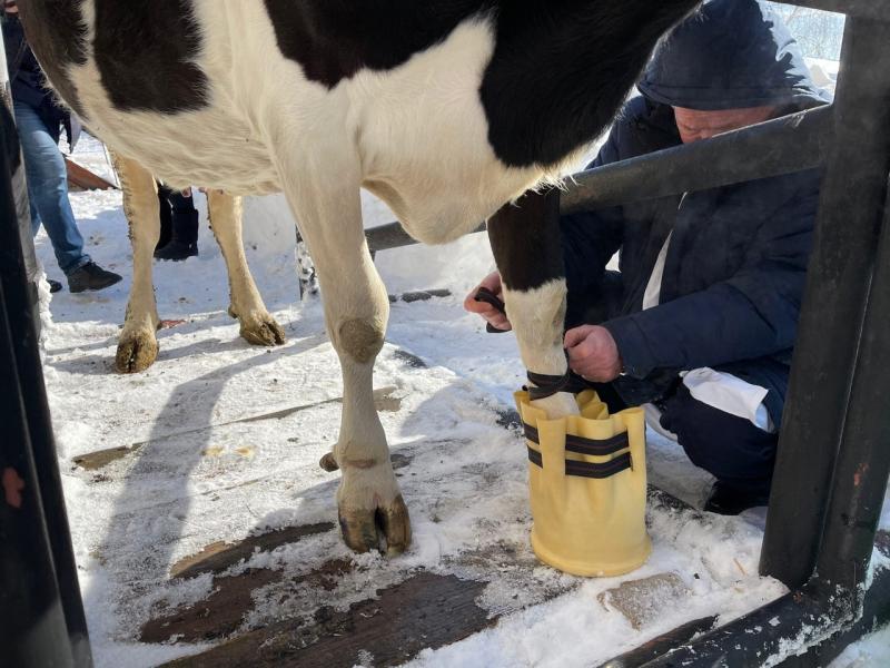 Самарский ученый изобрел капсулу для лечения коров