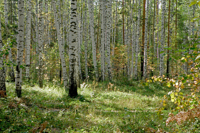 Юные художники Самарской области соберутся на пленэр в березовой роще