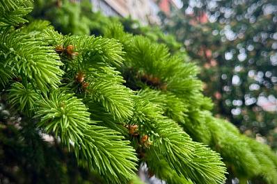 В Самаре спилят старые ели у цирка