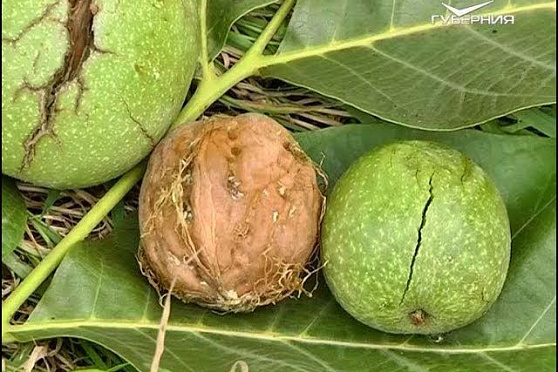 Как вырастить грецкий орех на Самарской земле. Удачные заметки от 09.10.2018