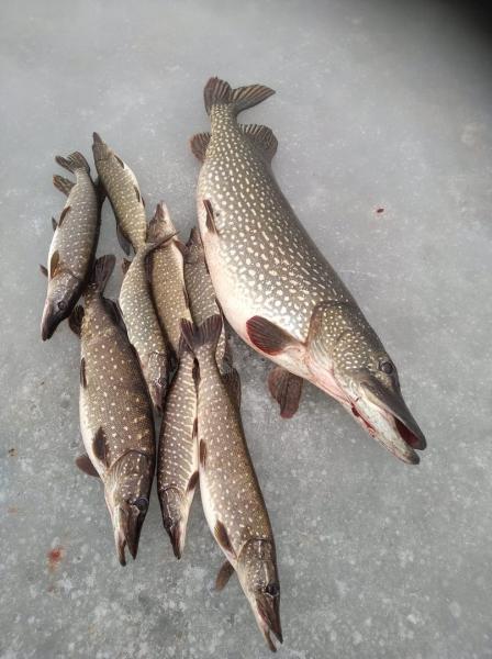 Самарец выловил из Волги гигантскую хищницу