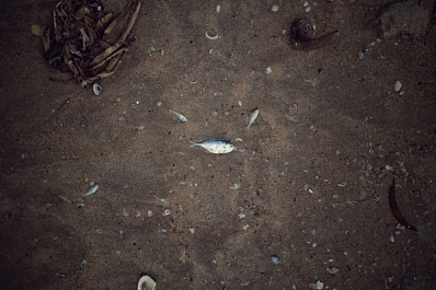 На реке Свинуха в Самарской области обнаружили массовую гибель рыбы