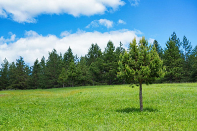 Баланс в воспроизводстве лесов: в Самарской области высаживается в 3,5 раза больше деревьев, чем вырубается