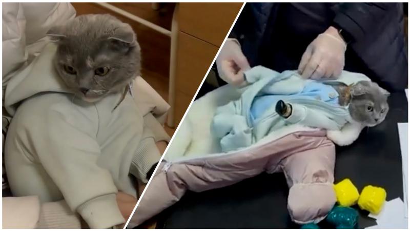 Наркозакладчица нарядила кошку в детский комбинезон с мефедроном