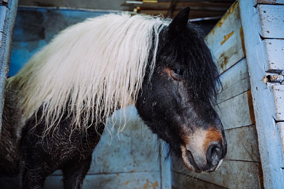 Самарцев призывают помочь лошадям и пони из Загородного парка