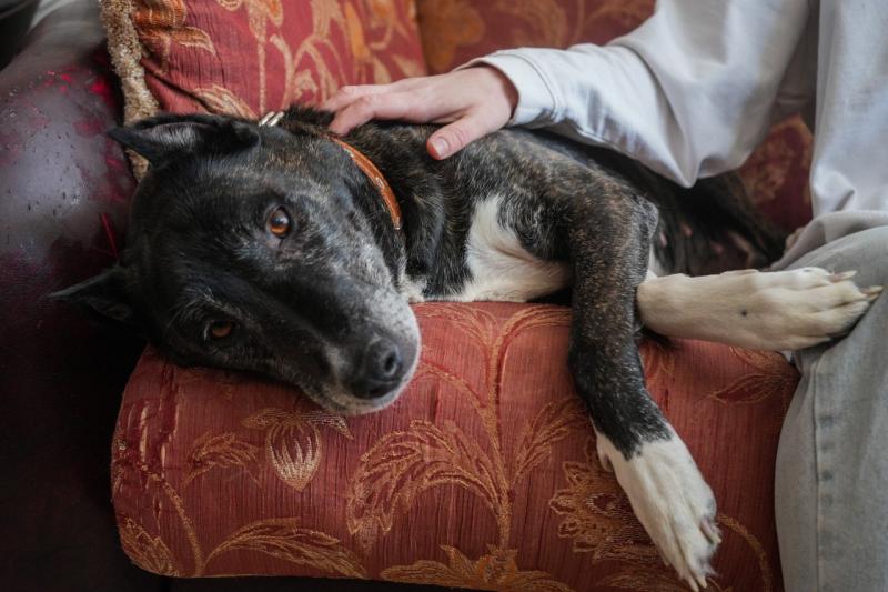 Кинолог объяснил, как собаки манипулируют людьми