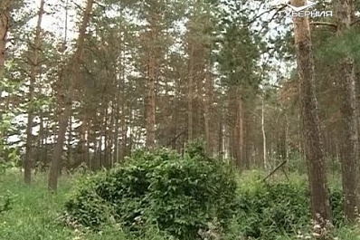 В Самарской области перевыполнили план 2019 года по посадке леса