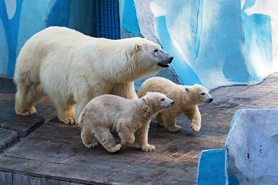 В сибирском зоопарке подрались медвежата