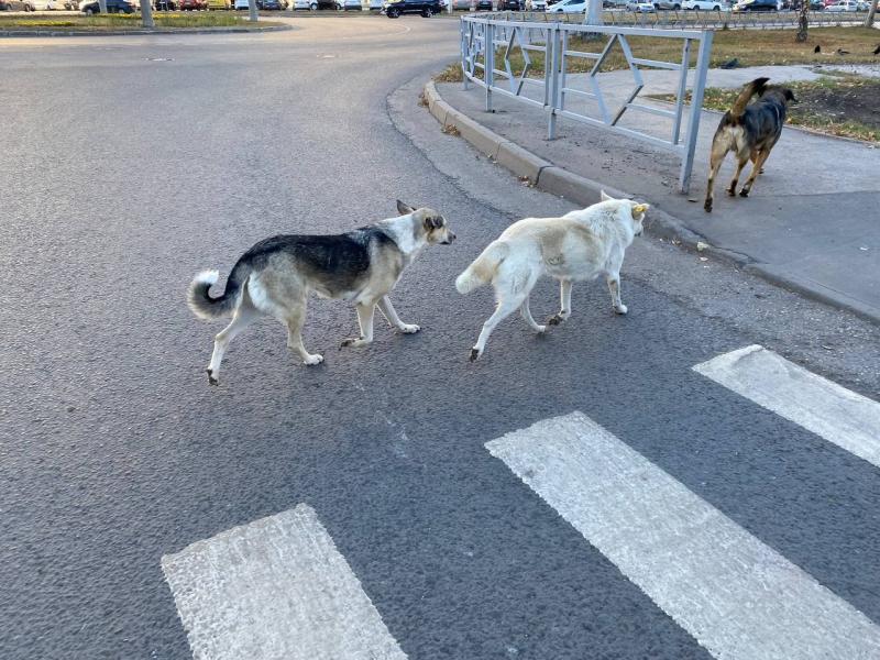 Бастрыкин ждет доклад о нападении бездомной собаки на ребенка в Самарской области