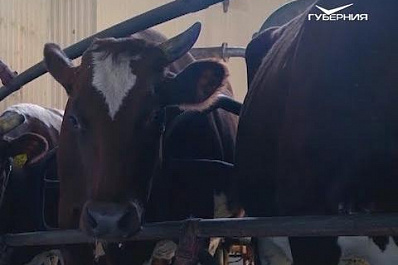 Молочный комплекс из Богатовского района стал победителем конкурса “Достояние губернии”