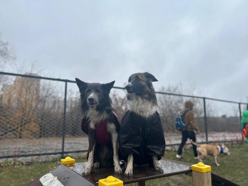 "Знакомим их с английскими прогулками": как проходят бесплатные занятия для собачников в Самаре