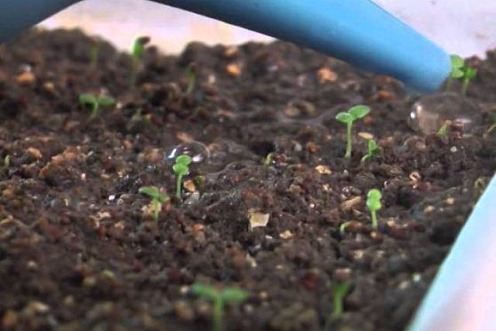 Дачные советы 5.02.2015 