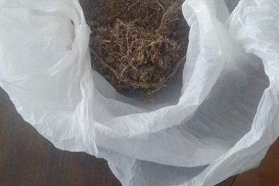 Житель Тольятти получит срок за хранение дикой конопли