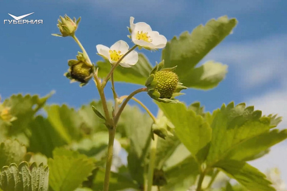 "Ягодный" агротуризм. Агрокурьер