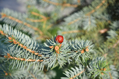 Жителям Самарской области временно запретили посещать леса