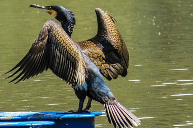 В новосибирском питомнике бакланы отложили первые яйца
