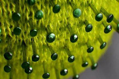 В России за сутки подтверждено 5236 случаев заражения коронавирусом