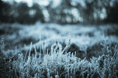 В Самарскую область 4 мая вновь придут заморозки и сильный ветер