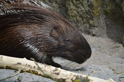 В Самаре дикобраз забрался в подъезд жилого дома и пугал людей