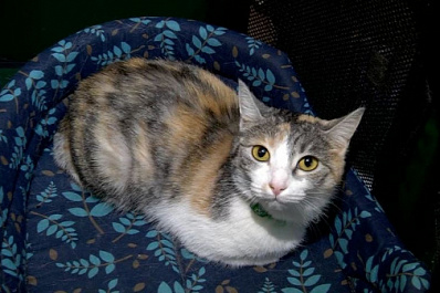 Самарцы забрали животных из приюта с выставки в ТЦ