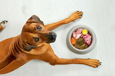 Стало известно, бывают ли у собак расстройства пищевого поведения 