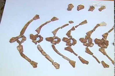 В Борском районе нашли скелет древней амфибии