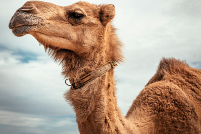 Верблюда-женоненавистника доставили к "невестам" на экскаваторе