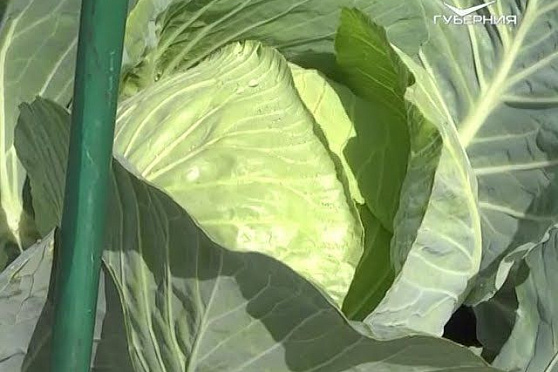 Дачные советы 13.07.2017. Спасение урожая