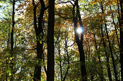 +20 °C ожидается в Самарской области в начале рабочей недели