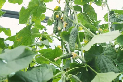 Российская агрофирма предлагает серию огурцов для выращивания в открытом грунте и теплицах