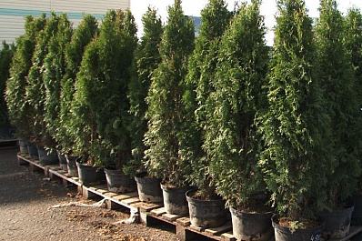 Водитель Газели выкопал тую и можжевельник, посаженные на Московском шоссе к ЧМ-2018