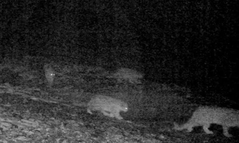 Редкое семейство ирбисов попало в объектив фотоловушки 