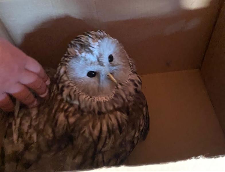 Жители Самары спасли сову, которую атаковали вороны