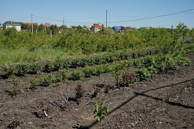 В Самарской области госпрограмма "Комплексное развитие сельских территорий" меняет качество жизни в селе Исаклы